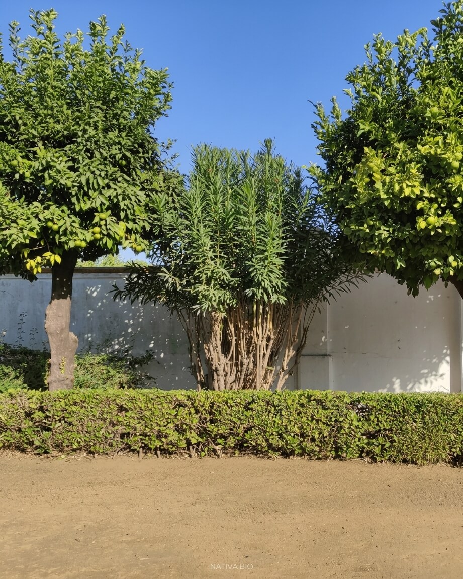puesta a punto de jardines privados y publicos